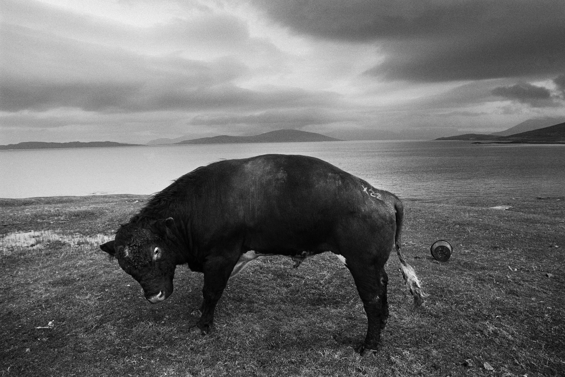 Image of The Scarista Bull, Isle of Harris (1979) by Oscar Marzaroli