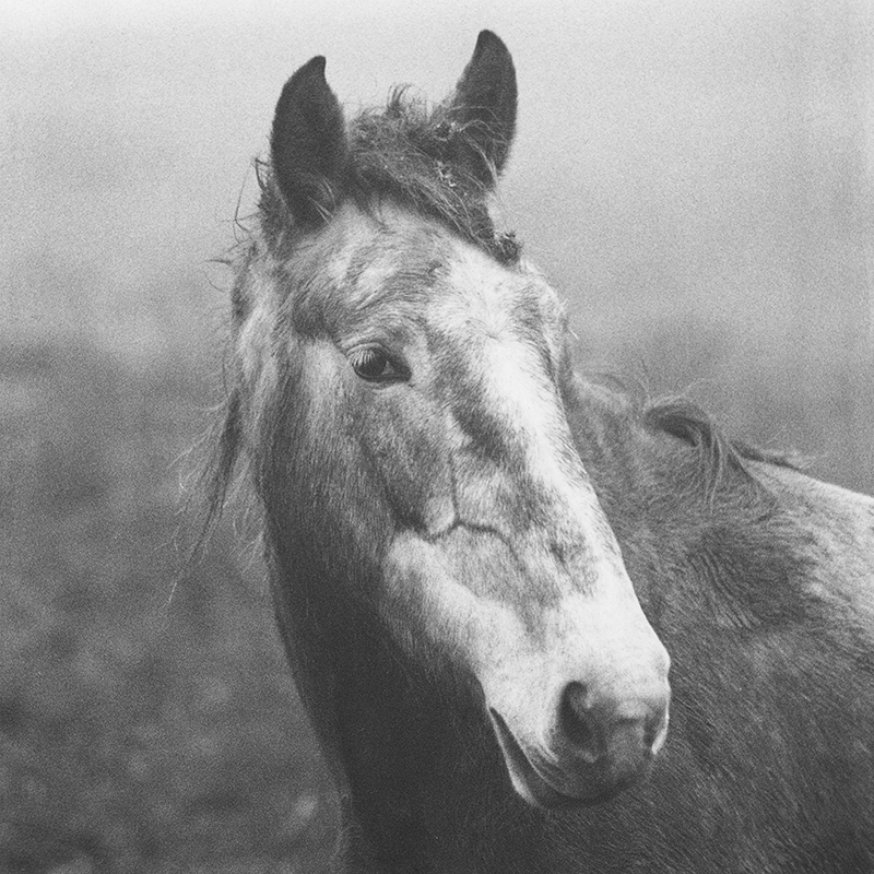 Image of Pale Horse, Mizen Head, Cork by Frank McElhinney